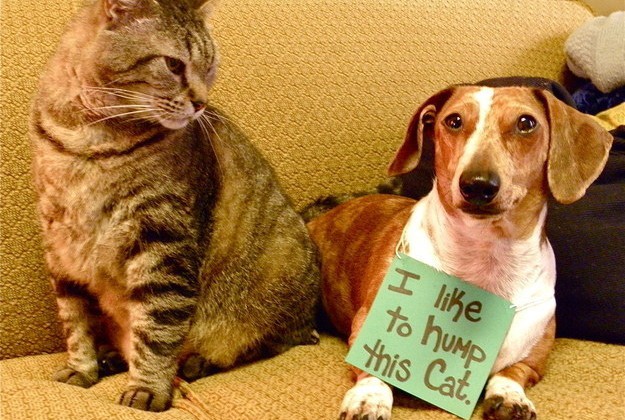 dog_shaming_8.jpg