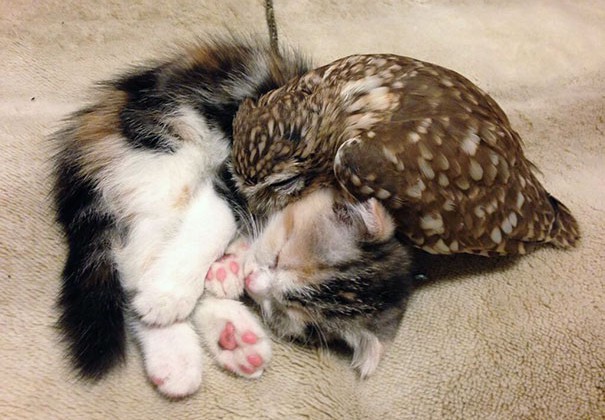 kitten-owl-best-friends-fuku-marimo-hukulou-coffee-japan-17.jpg