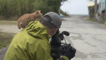 stray-kitten-photographer-Mitsuaki-Iwago-gif-6.gif